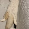 ラガマフィンの男の子です サムネイル3