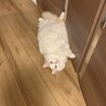 ラガマフィンの男の子です サムネイル6