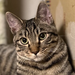 【まいばすけっと】里親さまが決まりました