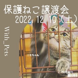 保護ねこ合同譲渡会