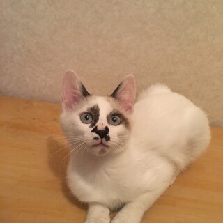 ブルーアイが綺麗な美猫姉妹♡ファイちゃん