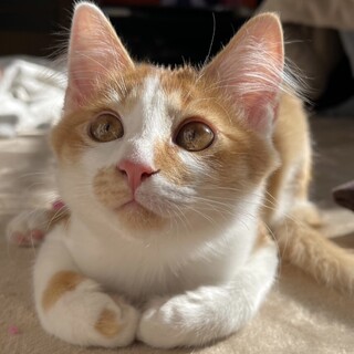 茶白でちょっと毛が長め男子❤️ふく