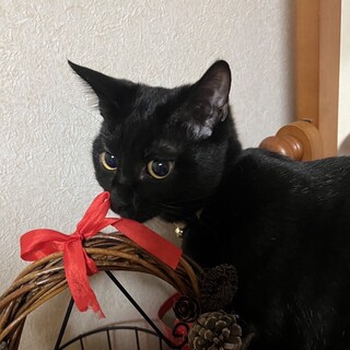 引っ込み思案の様で、実はしっかり者★れんちゃん