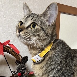 人間大好き、不思議な魅力を持つべっぴん♡にゃあ