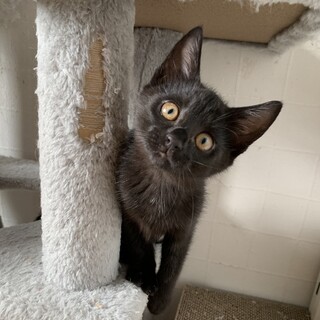 黒猫姉妹♡一緒のお家希望です！