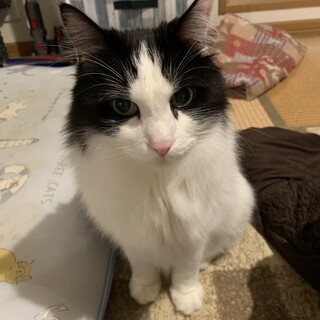 メインクーン甘えたの男の子