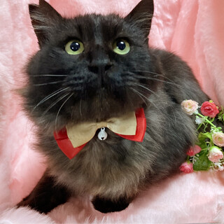 ラガマフィン風！長毛ブラックスモーク『プルート』