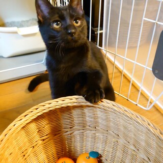 黒猫男子の魅力が一杯　コロッケくん