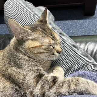 いつもそばで寄り添ってくれるムギちゃん