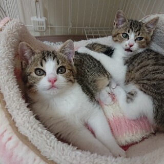 里親さんがきまりましたので募集終了します