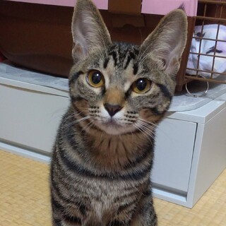 クールに見えて実は甘えん坊♡寧々ちゃん