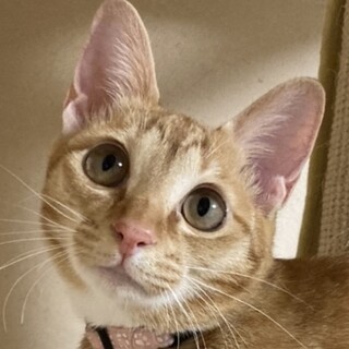 まる丸お目々の超が付く甘えた茶トラのわかちゃん❣️
