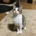 撫でられるとゴロゴロ　控えめで穏やかな　エビちゃん