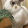 の写真
