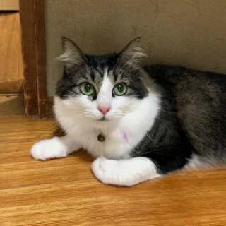 ノルウェージャン風の長毛美人【こなちゃん】