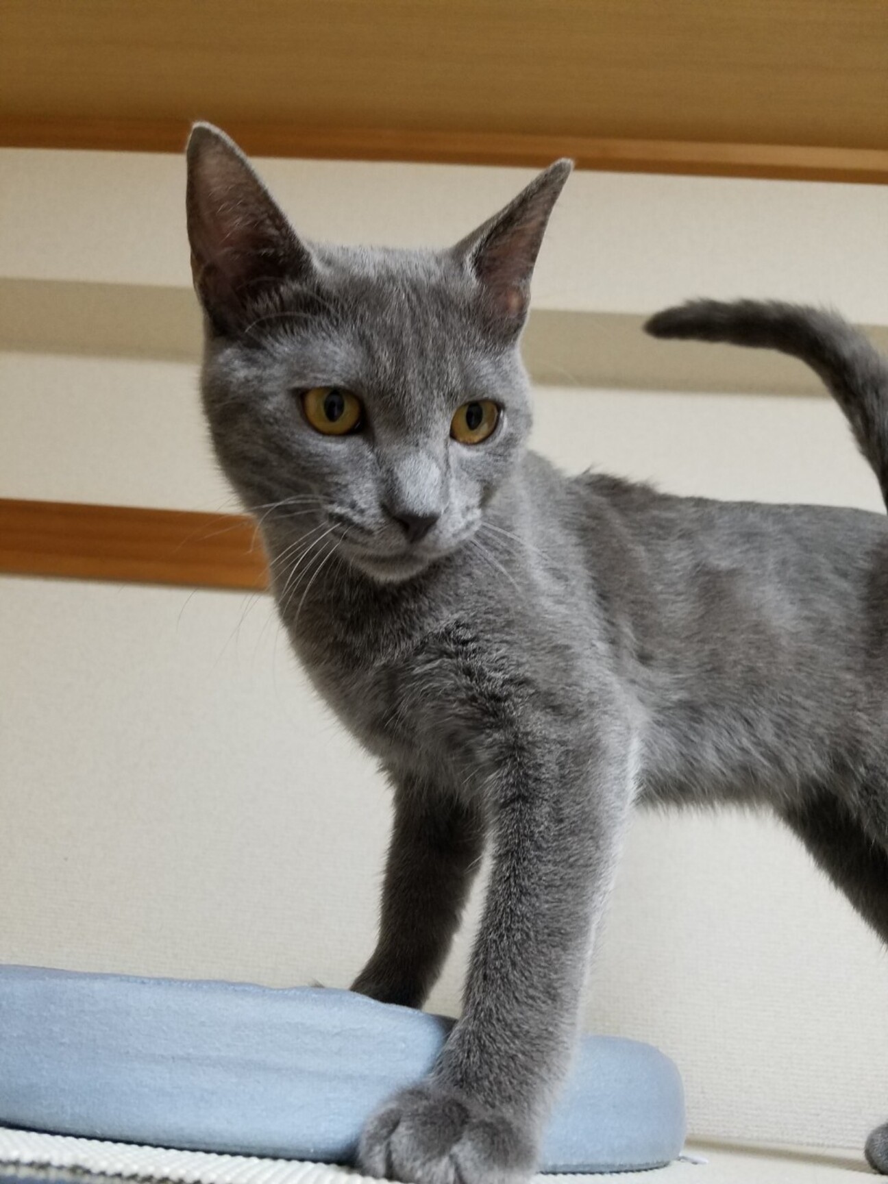シャルトリューｍｉｘみた 千葉県 猫の里親募集 ペットのおうち 月間利用者150万人