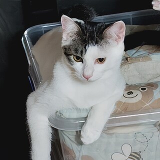 白キジのけん君里親さん募集