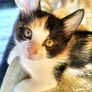 ５兄妹★肩乗り正統派ミケジョ