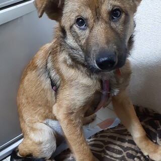 「すみれ」女の子