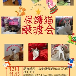 保護ねこ☆小さな譲渡会