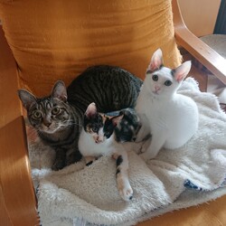 保護ねこ☆小さな譲渡会 サムネイル2