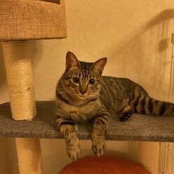 保護ねこ☆小さな譲渡会 サムネイル3