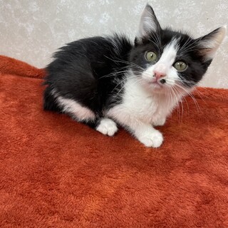 生後5日の4兄弟を育てました❗️陽気な♥️モンタ