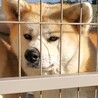 秋田犬3才の女の子 サムネイル2