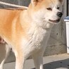 秋田犬3才の女の子 サムネイル3