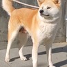 秋田犬3才の女の子 サムネイル4
