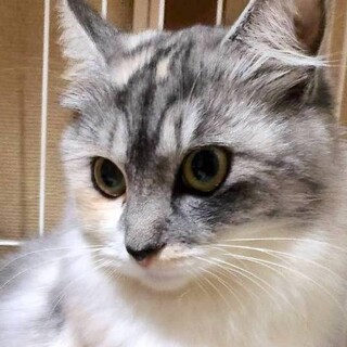 ネルちゃん　パステル三毛の女の子[動画]