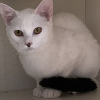 キレイなほぼ白猫ニゴウくん♂６か月