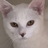 キレイなほぼ白猫ニゴウくん♂６か月 サムネイル2