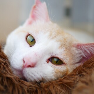 ミルクティー色の男の子★レオくん