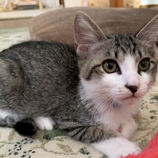 人慣れもバッチリ★お膝好きキジ白男子ポール