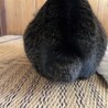 【募集中】甘えっ子サバトラ柄 サムネイル2
