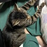【募集中】甘えっ子サバトラ柄 サムネイル3