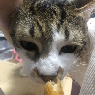 救出！可愛いくなりました！