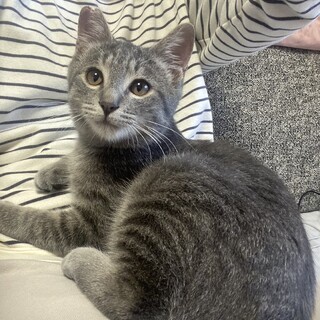 可愛い甘えん坊♪グレートラ（悟空）