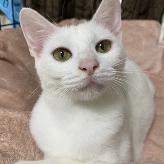 控えめスリゴロ甘えん坊♪(チチ)