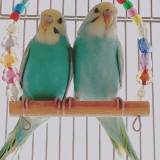 セキセイインコ姉妹の里親さん募集