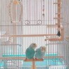 セキセイインコ姉妹の里親さん募集 サムネイル2
