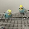 セキセイインコ姉妹の里親さん募集 サムネイル3