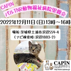 CAPIN ねこ里親会（譲渡会）in土浦