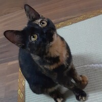 みぃ