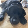 可愛い黒ラブのロビン サムネイル3