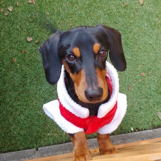 優しく　おっとりさん　デジールくん　Mダックス