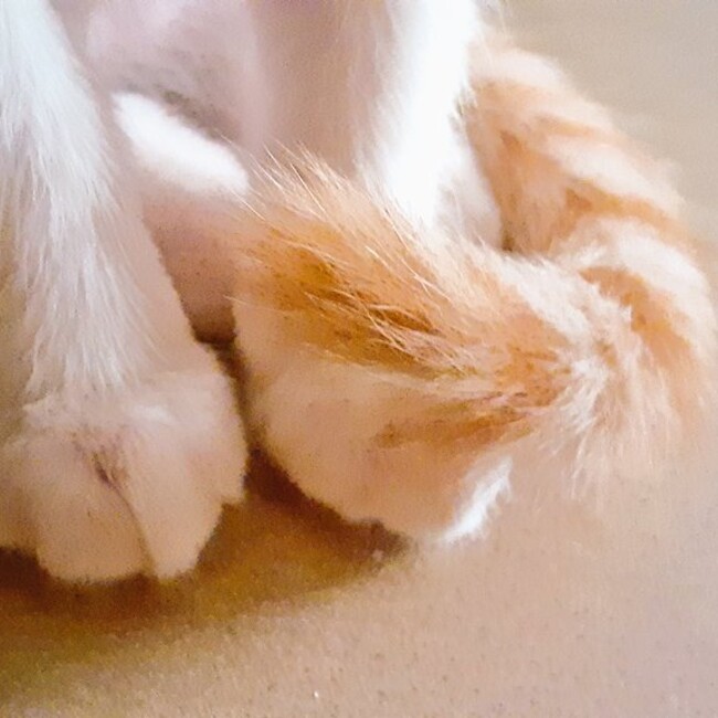 ネコゴトTNRのカバー写真