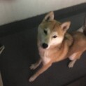 柴犬とハスキーのミックス　メス1歳8ヶ月
