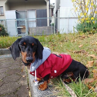 優しくておりこうさんのパパ　ピースくん